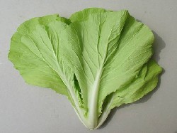 Chinese White Cabbage (Yellow Leaf)