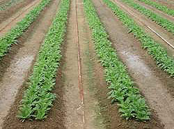 Cultivation in field
