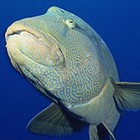 Humphead wrasse