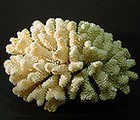 Coral skeleton