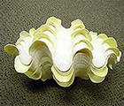 Giant clam