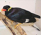 Hill Myna