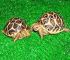 Indian star tortoise