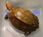 Keeled Box Turtle