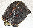 Yellow-margined box turtle