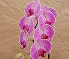 Moth orchid