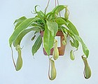 Pitcher plant