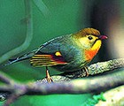 Red-billed leiothrix
