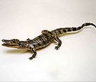Stuffed Crocodile