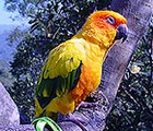 Sun conure