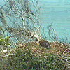 White-bellied Sea Eagle - Juvenile