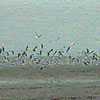 Black-headed Gull