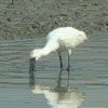 Black-faced Spoonbill