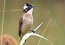 Chinese Bulbul