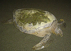 Black sea turtle, Costa Rica