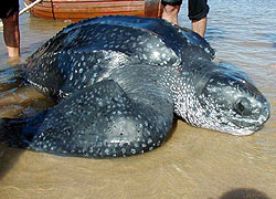 Leatherback, Uruguay