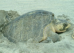 Olive Ridley, Mexico