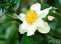 Camellia crapnelliana