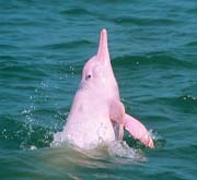 Chinese White Dolphin