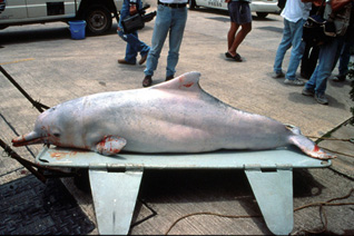 A Stranded Dolphin