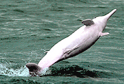 Chinese White Dolphin