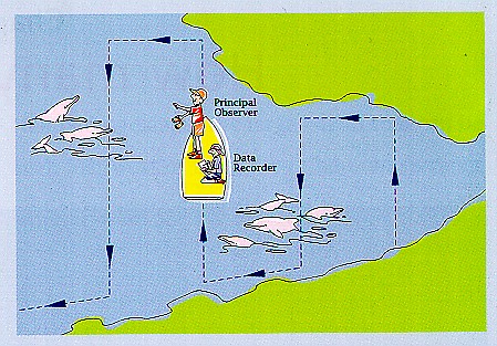 Line Transect Boat Survey