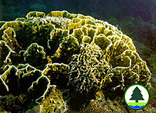 Fire corals