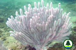Gorgonian commonly seen in Hong Kong Waters