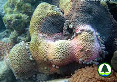Threats to Coral Communities