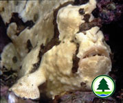 Commerson's Forgfish Antennarius commersoni 