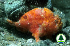 Spotfin Forgfish Antennarius nummifer