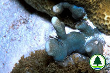 Crab 2 