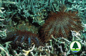 Crown-of-thorns