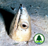Snake Eel