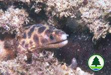 Netted Moray Gymnothorax reticularis