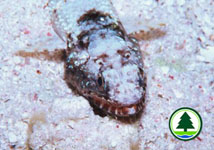Lizardfish 