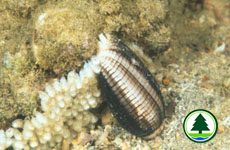 An egg laying snail
