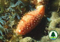 Orange Cowrie