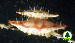 Spindle Cowrie Phenacovolva sp.