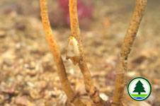 Gorgonian Cowrie 