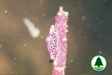 Gorgonian Cowrie Phenacovolva rosea