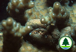 Associations with coral 