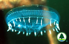 Jellyfish