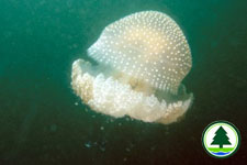 Jellyfish 3