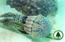 Jellyfish 2