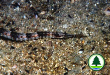 Pipefish