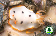 Chromodoris geometrica