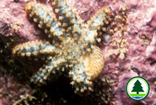 Starfish 1