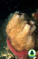 Sea Squirt 2