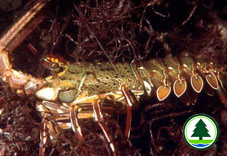 Chinese Spiny Lobster